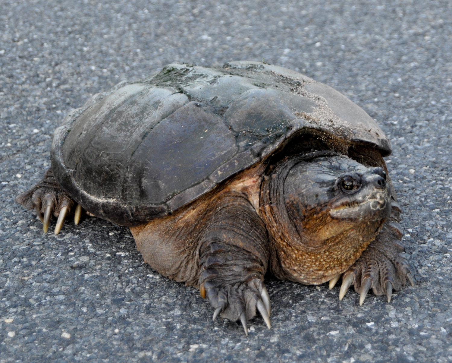 Slow your roll. Turtles are quite stubborn and are usually trying to get somewhere specific.
